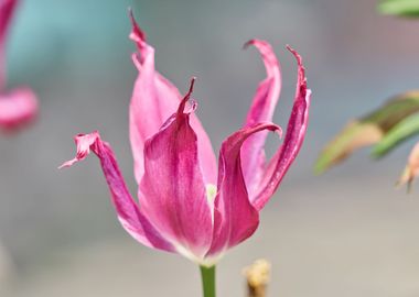 tulip in bloom