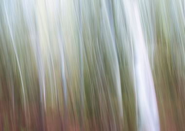 Panning Trees