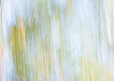 Panning Trees