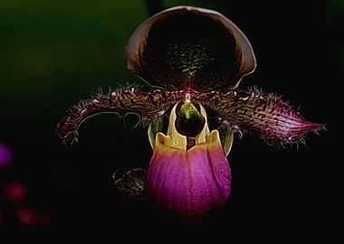 orchid in bloom 