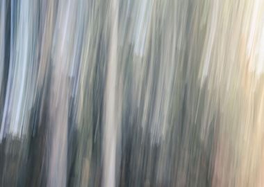 Panning Trees