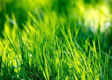 Grass leaves close up