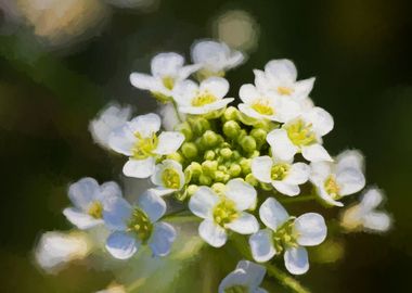 white flower in the meadow