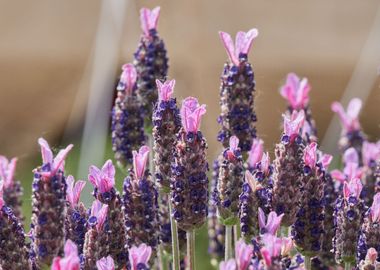 lavender in bloom 