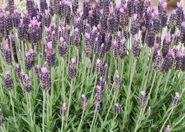 lavender in bloom