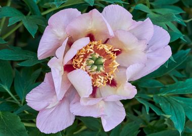 peony in the garden