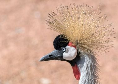 crowned crane 