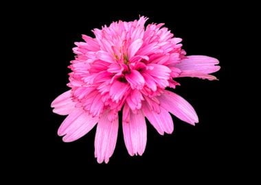 isolated pink flower