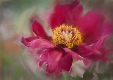 peony in the garden