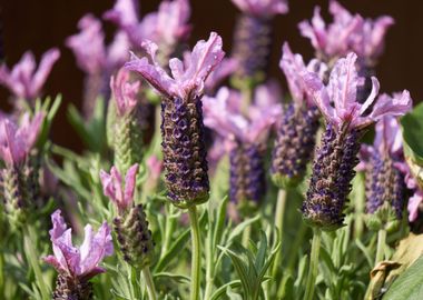 lavender in bloom 