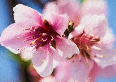 peach blossom in spring