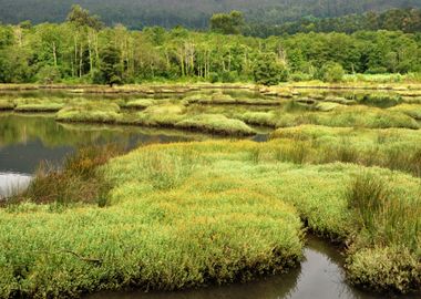 Green Galicia nature