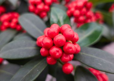 holly in the garden