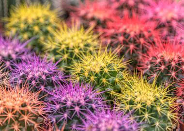 colorful succulent plant 