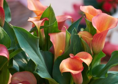 calla lily in the garden