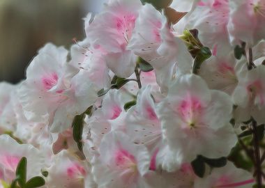 flowers in spring