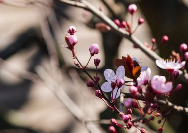 pink flower on tree