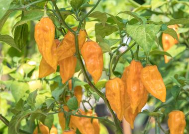 chili pepper for food 