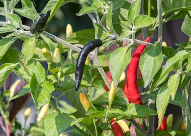 chili pepper for food 