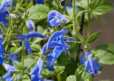 salvia coccinea in bloom