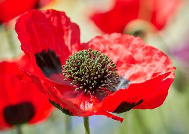 cultivated poppy