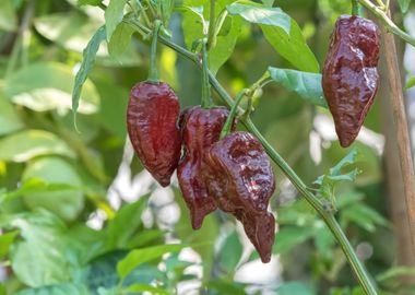 chili pepper for food 