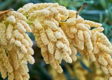 palm flower in the garden