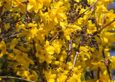 yellow forsythia in spring