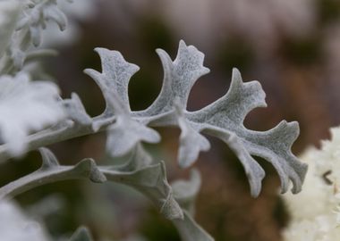 leaves in the garden