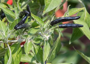 chili pepper for food