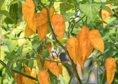 chili pepper for food 