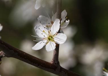 white flower in spring