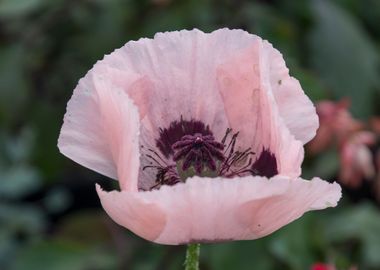 poppy in the garden