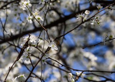 white flower in spring