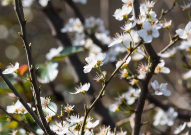 white flower in spring