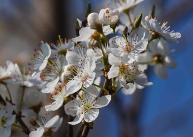 white flower in spring