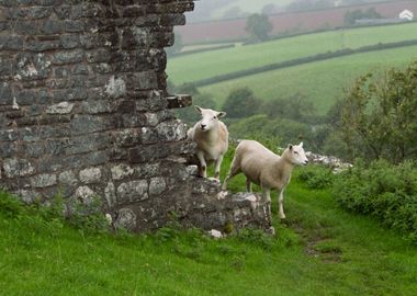 Curious Sheep