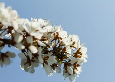 white flower in spring