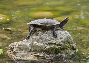 turtle rest on rock at sun