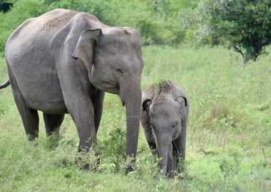 elephant in the jungle