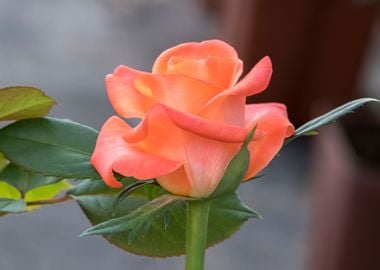 roses in the garden