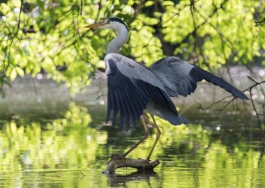 grey heron resting on pond