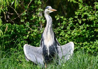 grey heron resting on pond