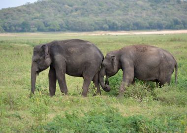 elephant in the jungle