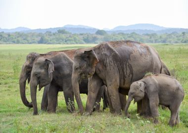 elephant in the jungle