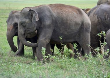 elephant in the jungle