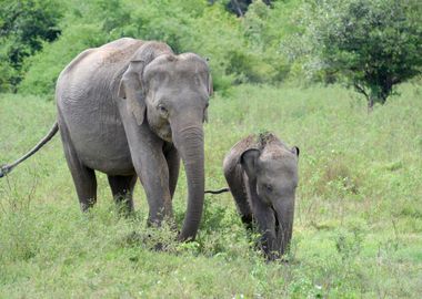 elephant in the jungle