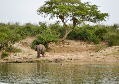 elephant in the jungle