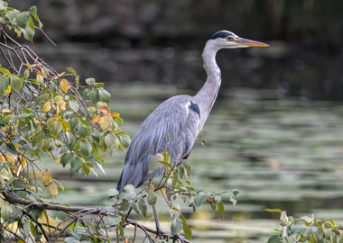 grey heron resting on pond