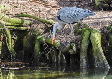 grey heron resting on pond